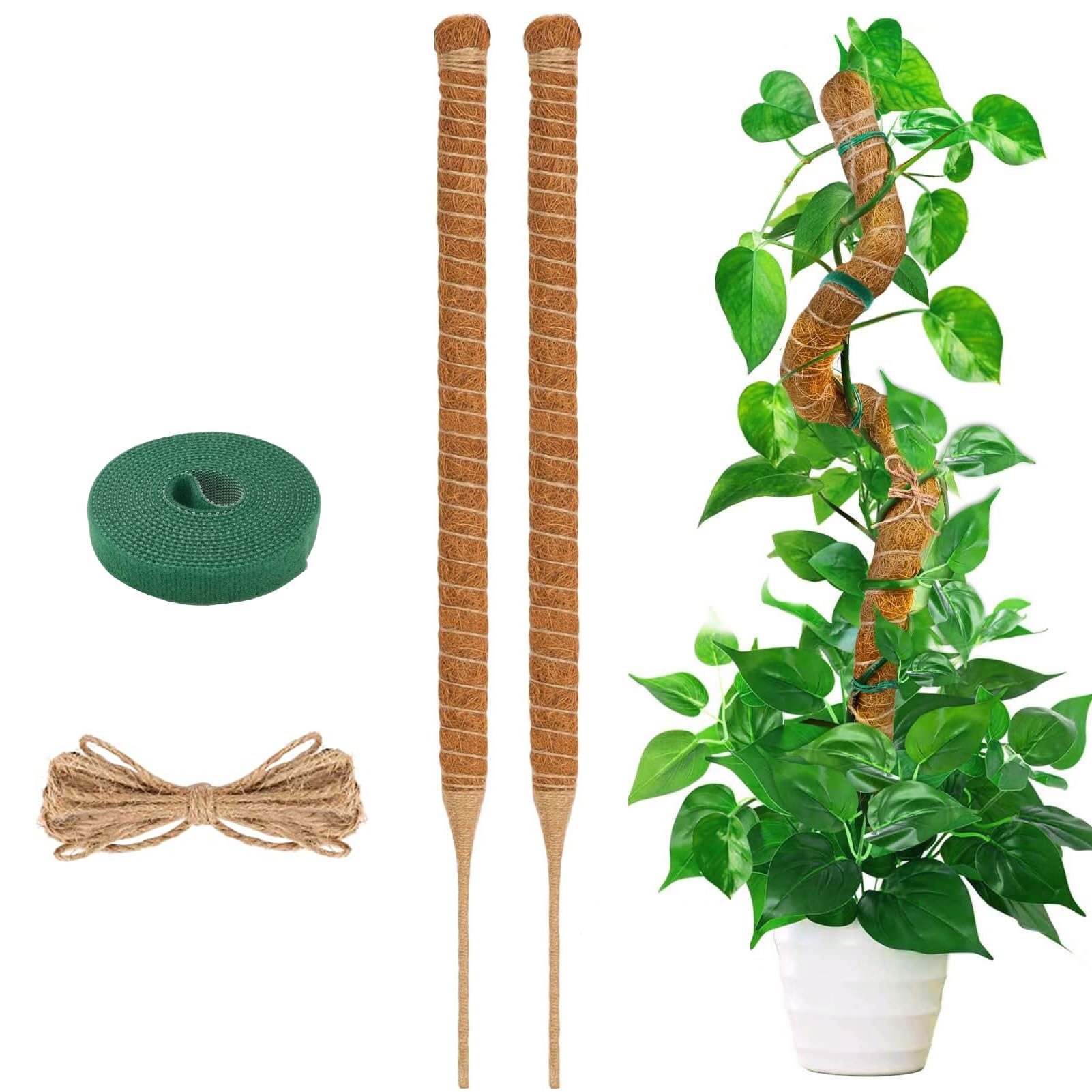 IMAMA 木製シールド型支柱 観葉植物用 楽天市場】【送料無料】観葉植物