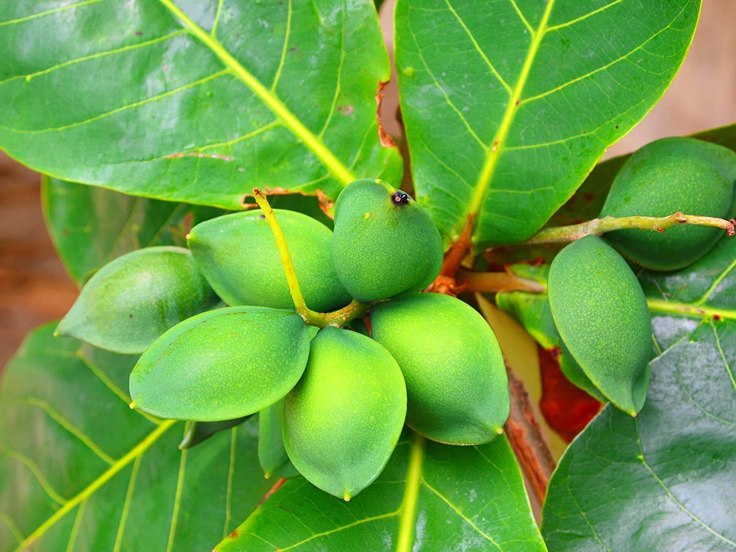 Greenvalue Indian Almond Nut Live Plant Badam plant Healthy Hybrid Plant Pack of 1 (B0BSH7BW3G) Amazon Price History, Amazon Price Tracker