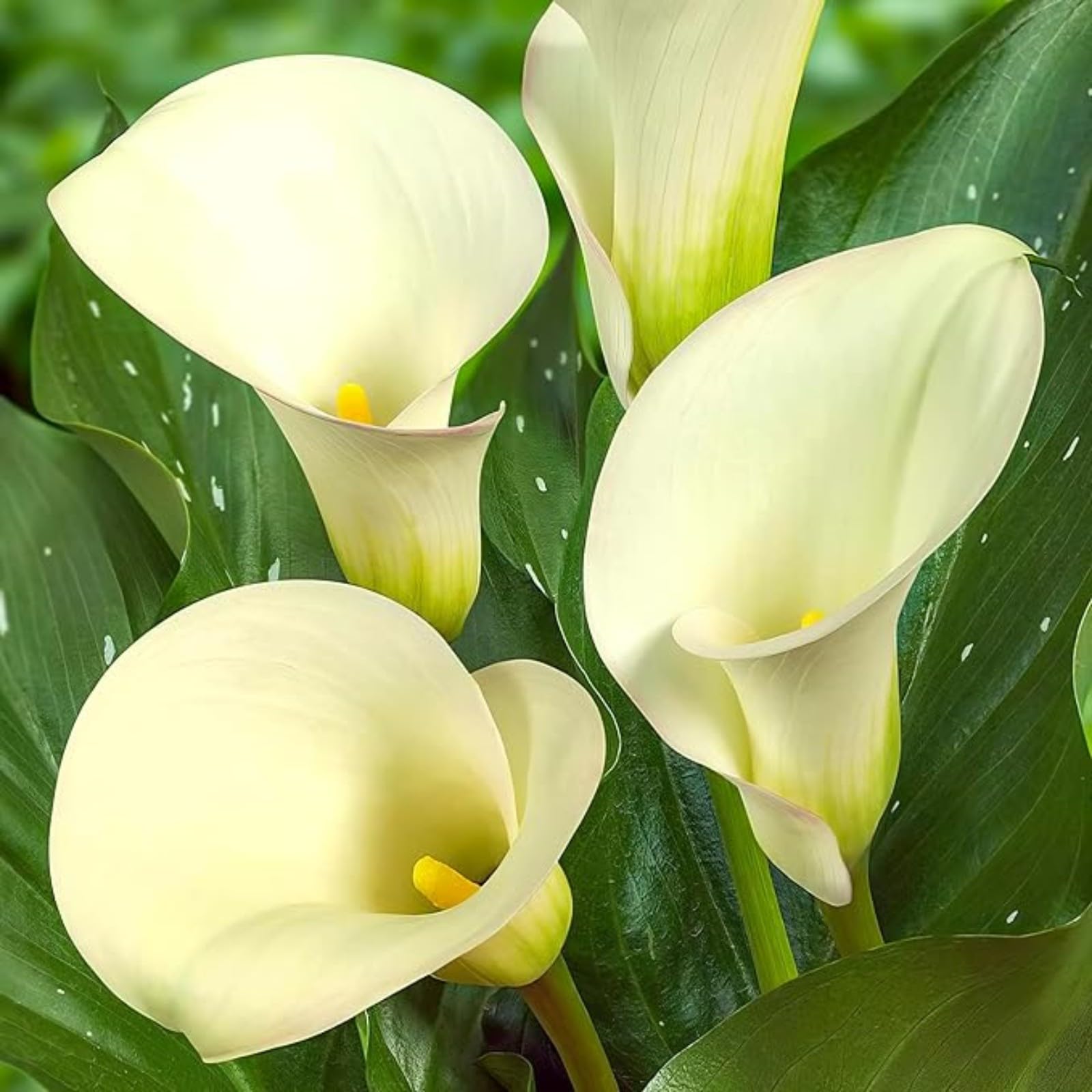 Calla Lily Bulbs for Planting Now UK Ornamental Perennial Excellent Display Plant Bulbs Good for Containers Natural Organic Easy Plant Perennial Greening Flower-2bulbs-E