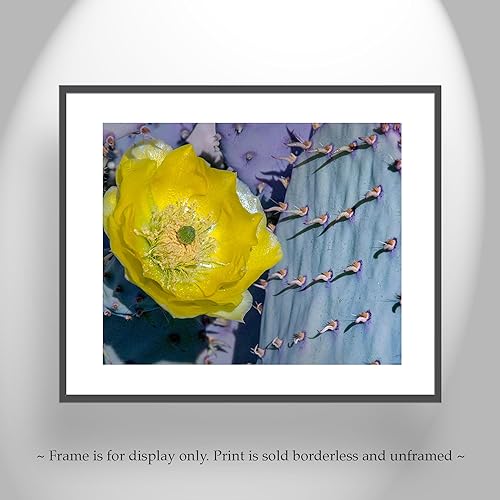 Miniatura 4 de Blue Prickly Pear Purple Cactus Art Print with Spring Blossom!