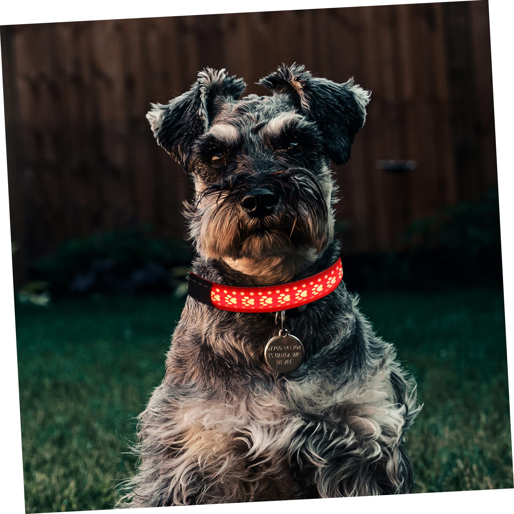 POPETPOP Collier Lumineux LED pour Chien 3 Pièces Collier Lumineux pour Chien ...