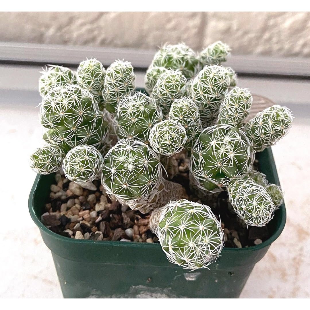 Amazon.co.jp: 特価多肉植物 サボテン マミラリア 銀手毬群生 抜き苗5 