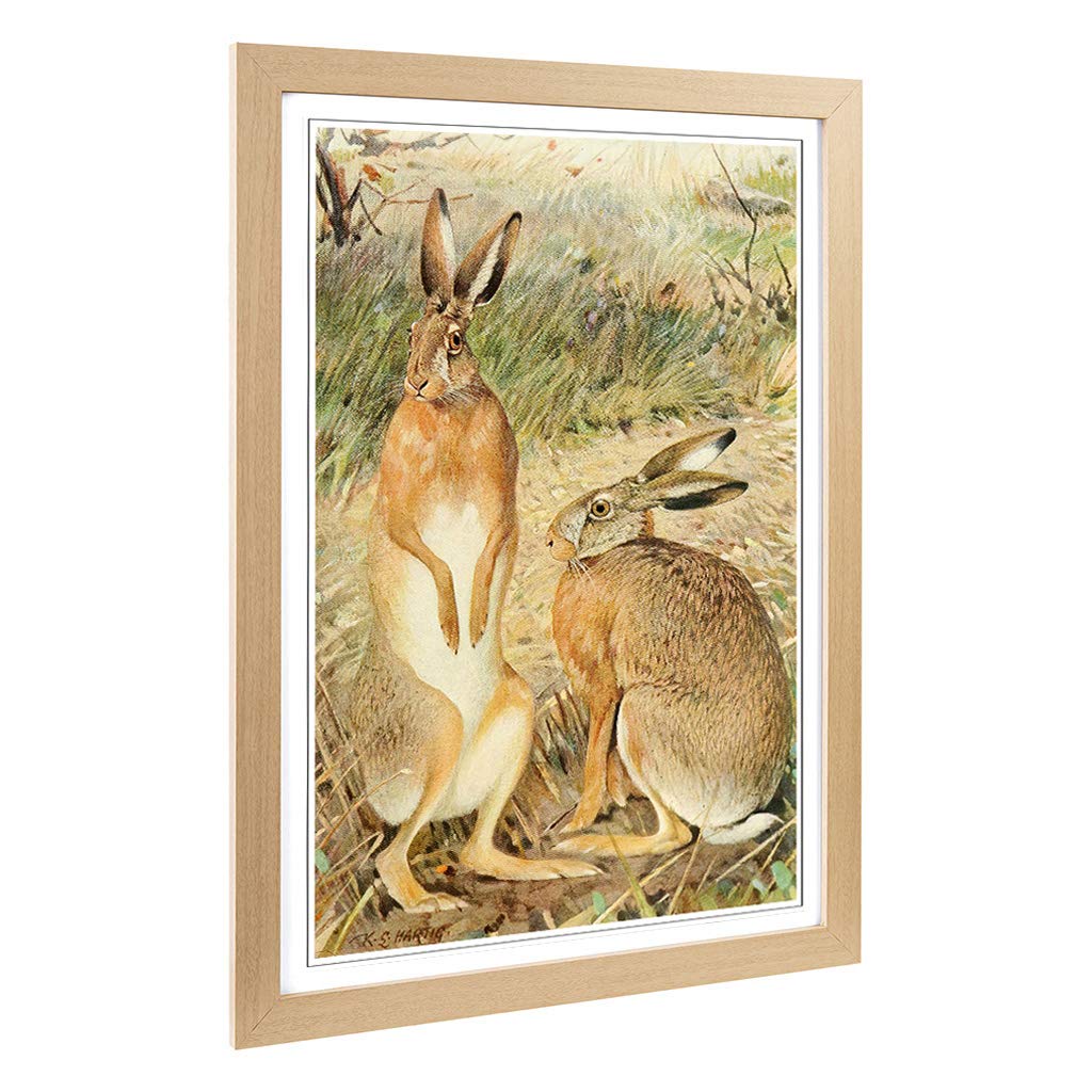 Big Box Art Framed Print of Vintage Karl Ludwig Hartig Hare Design | Wall Art Picture | Home Decor for Kitchen, Living Room, Bedroom, Hallway, Oak, A2 / 24.5x18 Inch / 62x45cm