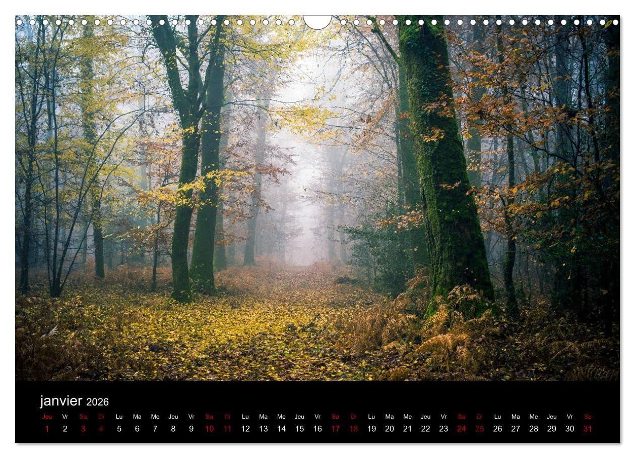 Lumières de Brocéliande (Calendrier mural 2026 DIN A3 vertical), CALVENDO calendrier mensuel: Images de la forêt de Brocéliande