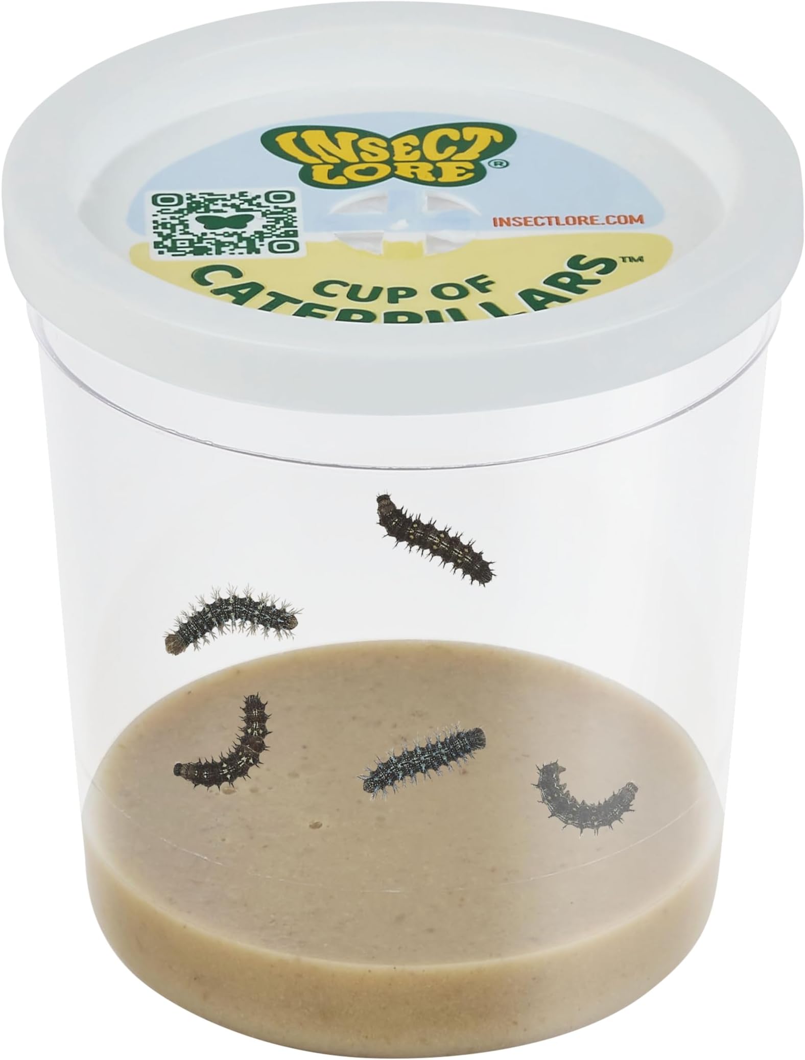 Insect Lore Cup of Caterpillars Basic – 5 Live Painted Lady Caterpillars with Food – Refill Kit for Butterfly Garden Habitat – STEM Science Activity for Kids & Classrooms