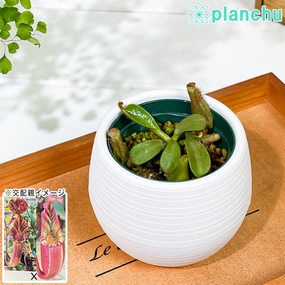 Amazon｜PLANCHU 食虫植物 ネペンテス ビーチ系 ハイブリッド 3号丸鉢