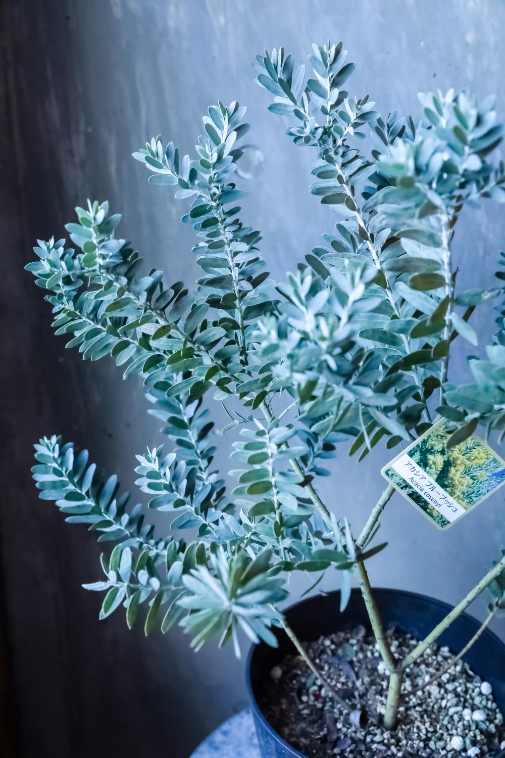 Amazon.co.jp: ミモザ 苗 アカシア ブルーブッシュ 苗木 鉢花 鉢植え