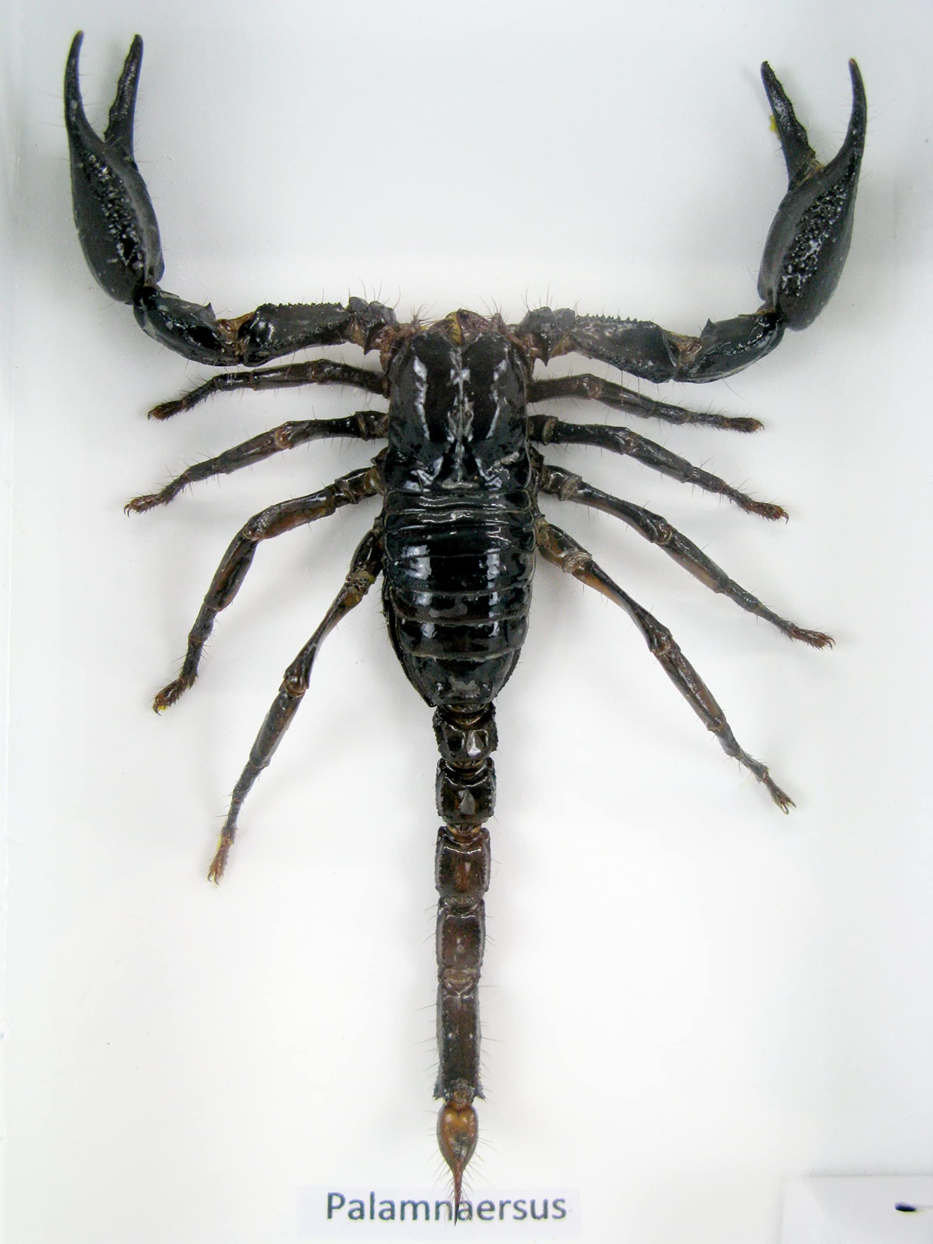 asiahouse24 Genuine Scorpion - Giant Scorpion (Palamnaeus fulvipes