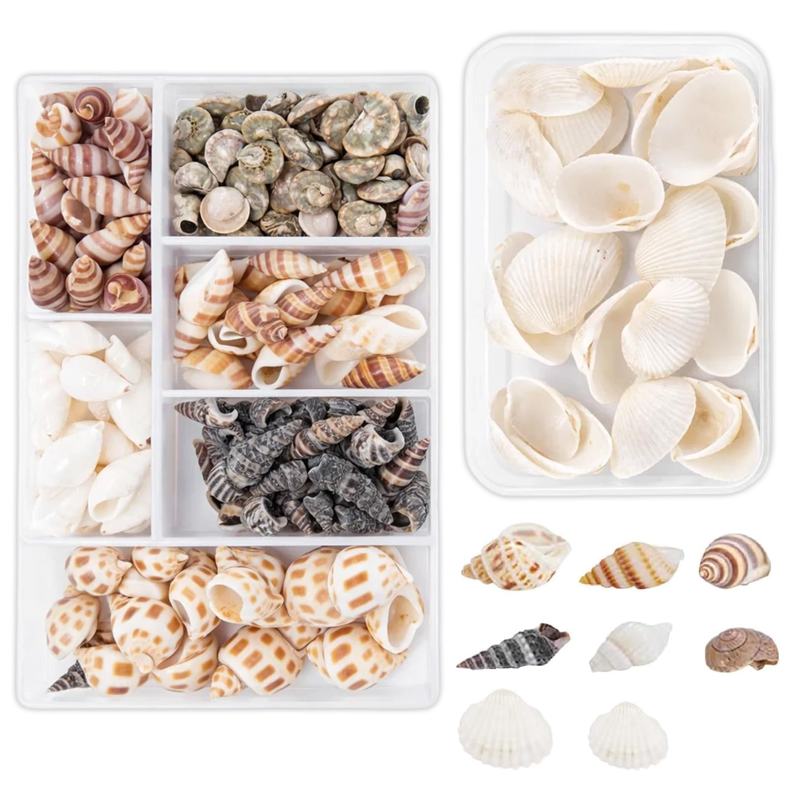 Tniytru 130 Pieces Shells Collection, Mixed Sea Shells and White Shells for Crafting Projects, Natural Cowrie Shells and Hermit Crab Shells with Shell Beads