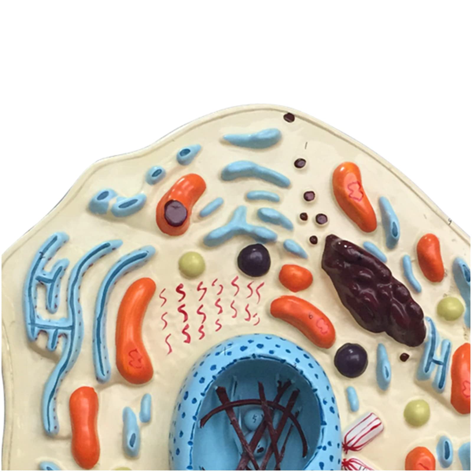 Tier Anatomie Zelle Modell Tier Dünne Brust Modell Tierzellstruktur Mikroskopisch Vergrößert Golgi Mitochondrial Organismus für Wissenschaft Kits