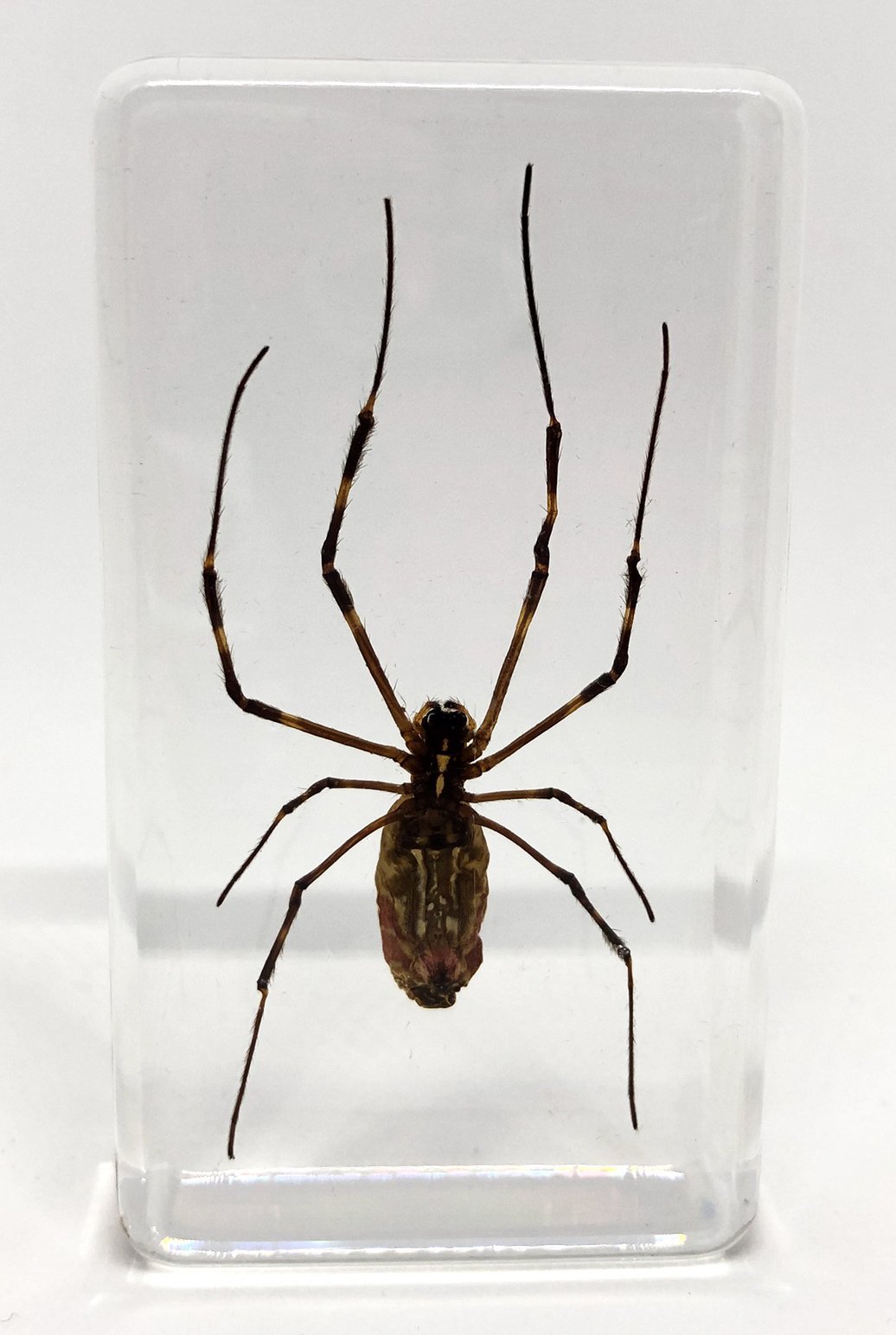 Amazon | [透明標本制作所]樹脂封入 標本 クモ Aタイプ 蜘蛛/実物/虫