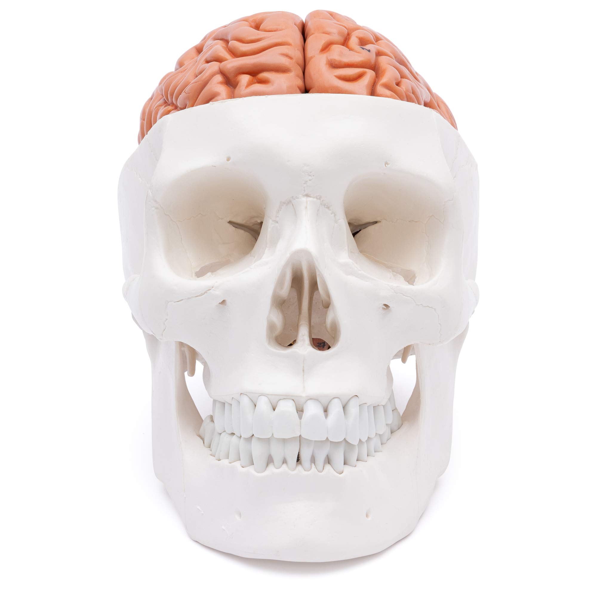 Cranstein A-236 anatomischer Schädel mit 8-teiligem Gehirn | Medizin Studium und Ausbildung | Totenschädel | Schädel Anatomie Modell | Schädel Modell