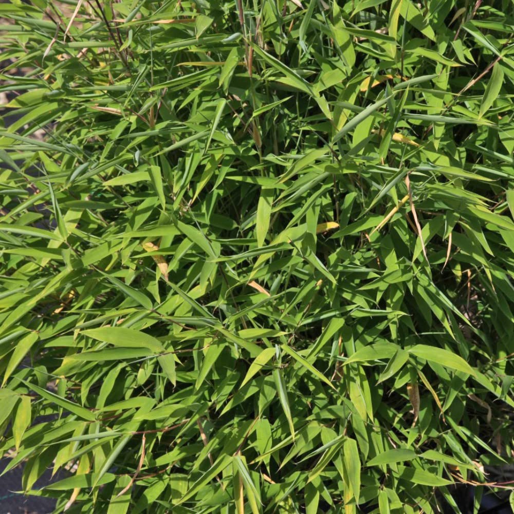 Umbrella Bamboo Plants 'Selection' Fargesia Arundinaria Sinarundinaria murielae Hardy Perennial Easy to Grow Your Own Tropical Garden Screen 1.5-Litre Potted Plant by Thompson and Morgan