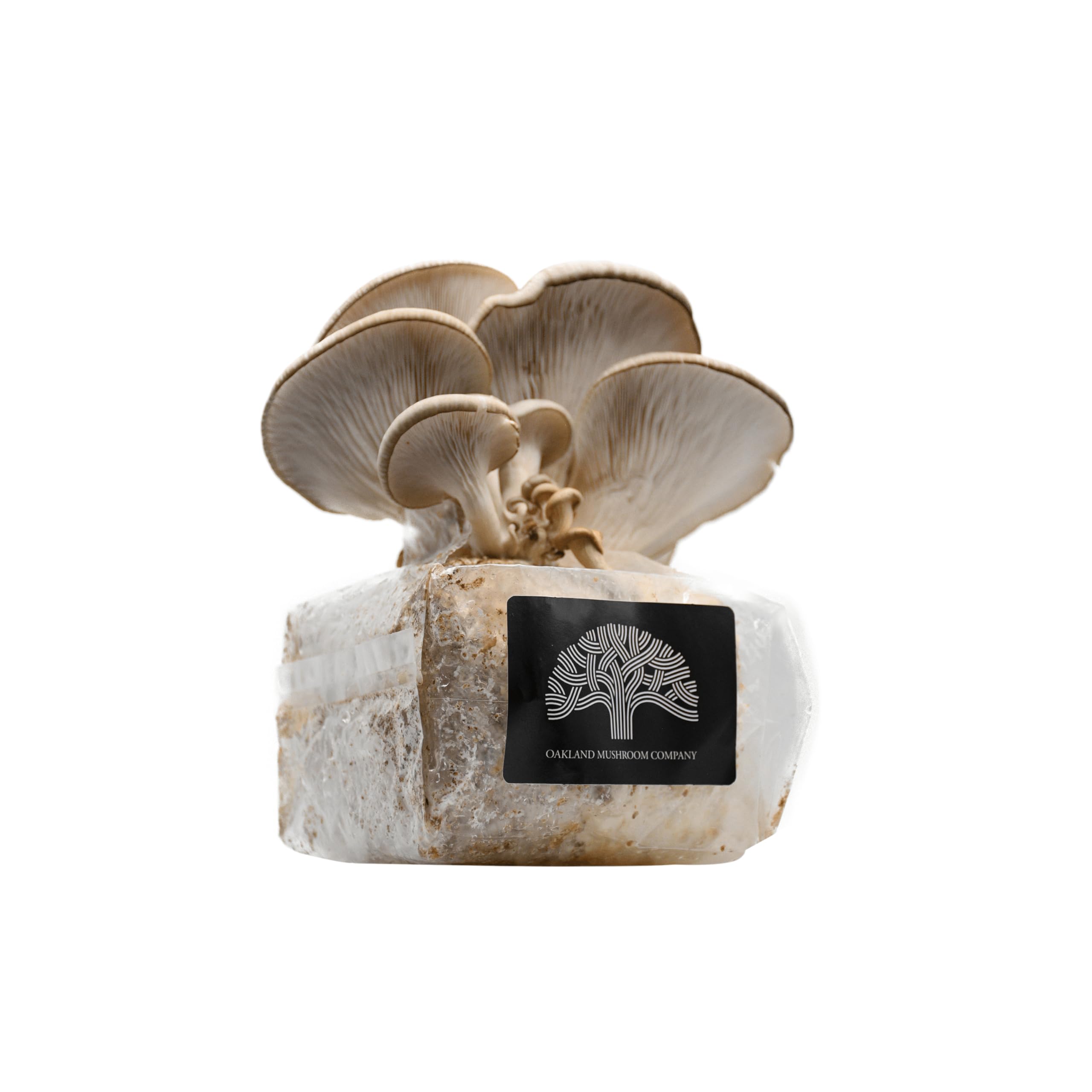 Blue Oyster Mushroom Grow Kit by Oakland Mushroom Co. | Handmade with Organic Ingredients | Ready to Grow | Harvest in 6-12 Days