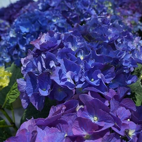 Amazon ブルーアース 碧い地球 さかもと園芸 達人のあじさい 母の日 あじさい アジサイ 紫陽花 花鉢植え 花 ギフト プレゼント 贈答品 観葉植物 オンライン通販