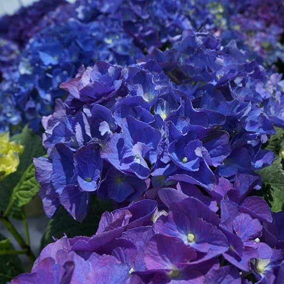 Amazon ブルーアース 碧い地球 さかもと園芸 達人のあじさい 母の日 あじさい アジサイ 紫陽花 花鉢植え 花 ギフト プレゼント 贈答品 観葉植物 オンライン通販