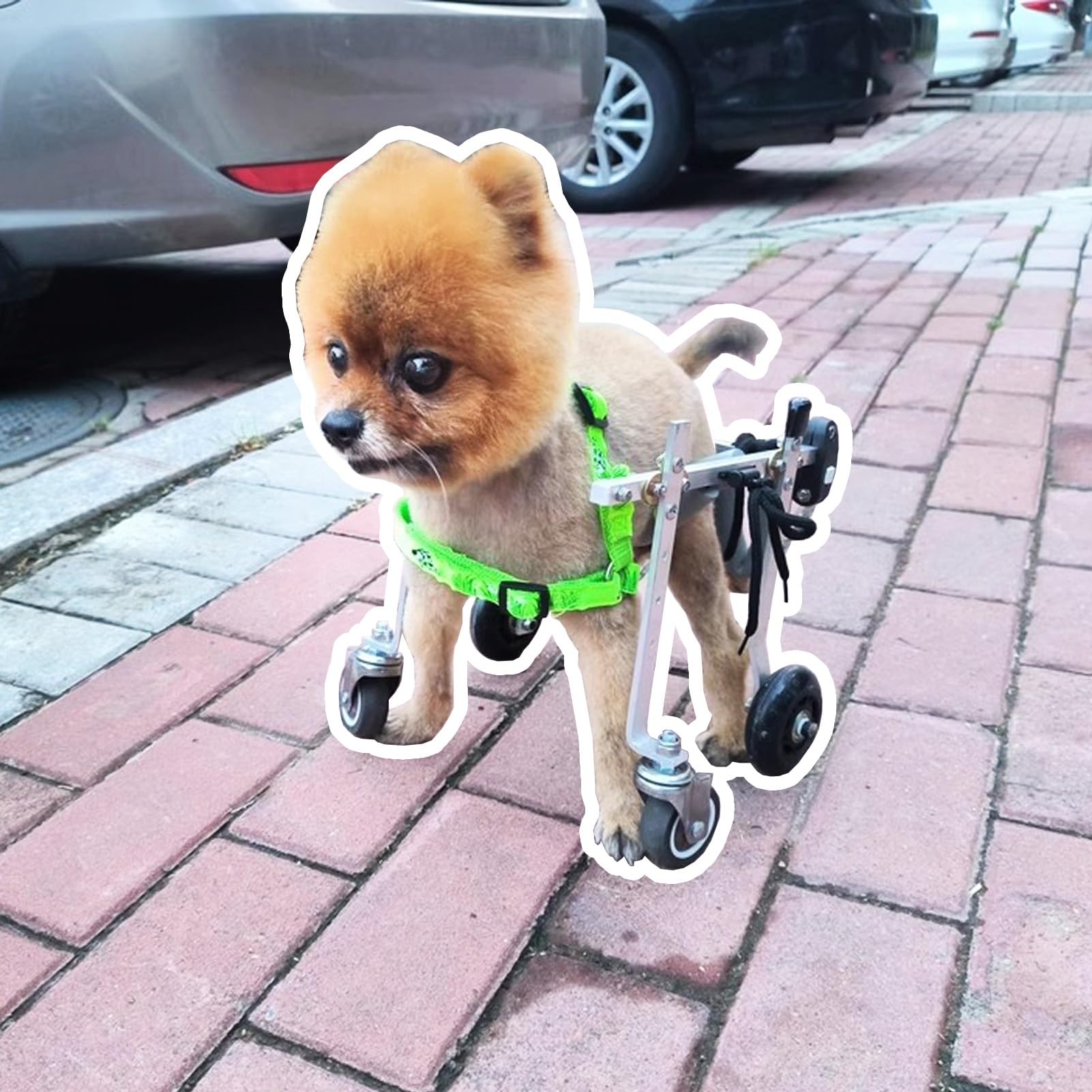 Fauteuil roulant réglable pour chiens en promenade - Aide à la mobilité légère pour parcs et maison