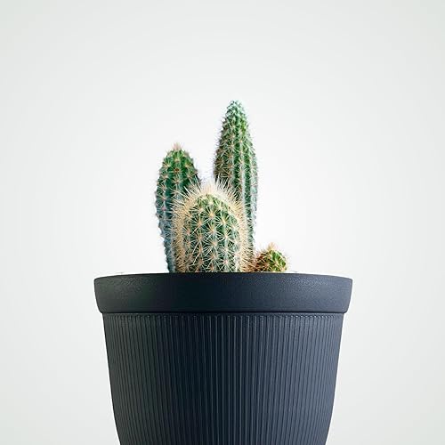 Miniatura 5 de Matri Finny - Maceta redonda para plantas de interior y exterior. Maceta de 7 pulgadas, paquete de 2 (grafito)