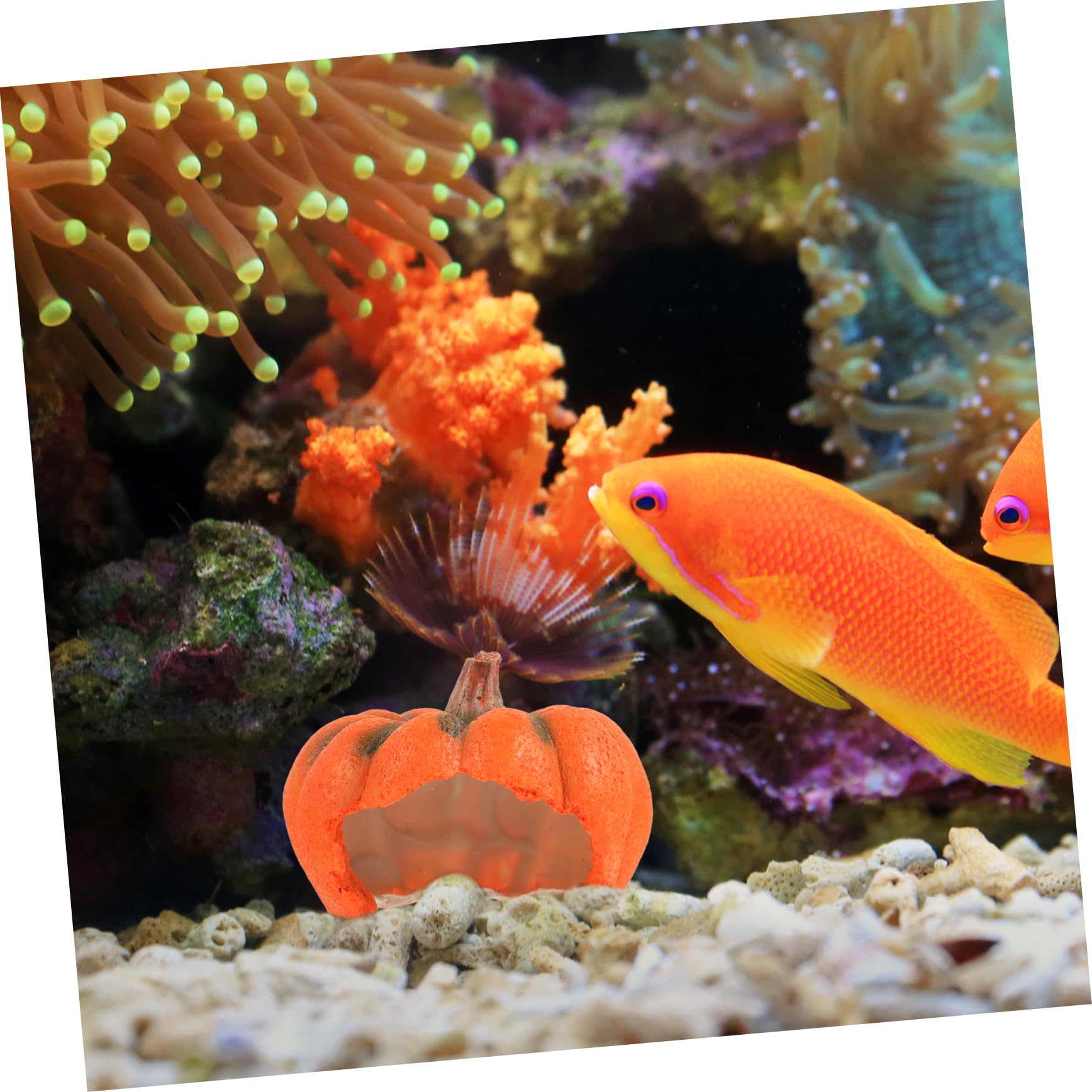 Alipis 3 Pezzi grotta di pesci decorativi zucca di Halloween di acquario grotta decorativa dell'acquario decorazione halloween addobbo halloween vivido nascondiglio dell'acquario resina
