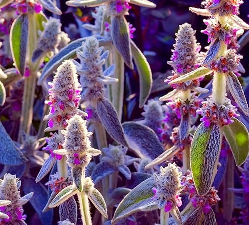 Oreja de cordero Byzantina- Más de 100 semillas - Hecho en Estados Unidos, se envía desde Iowa - (Stachys Byzantina Lanata)