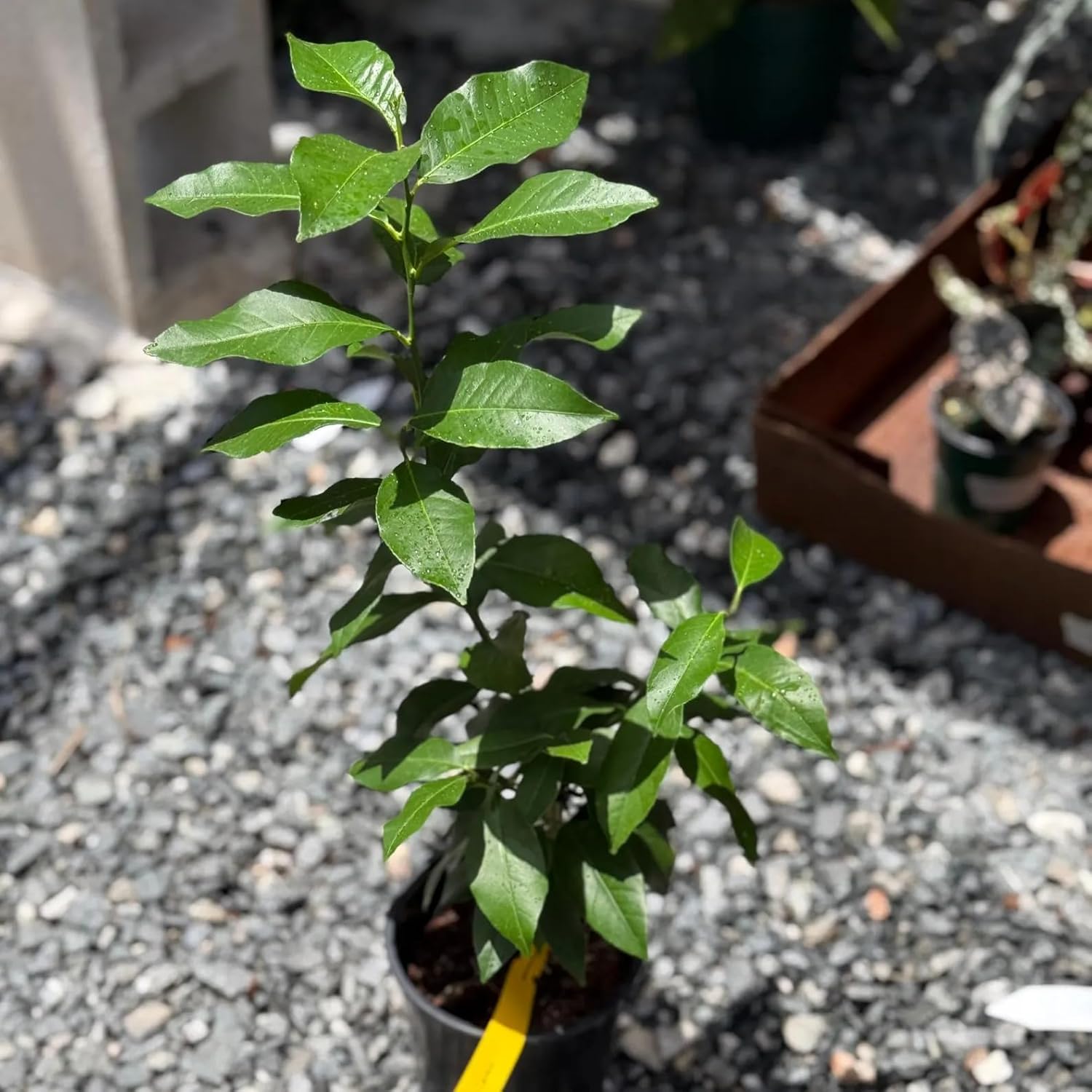 Lemon Tree Live Plant | Grafted Lemon Plants | House Plants for Beginner | Perennial Houseplants for Kitchen Indoor Outdoor Garden (Heat Pack Included)
