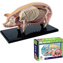 4D Pig Anatomy Model, Pig Skeleton Model Anatomy Model, Detachable 19 Organs Body Parts Animal Model for Veterinary Training