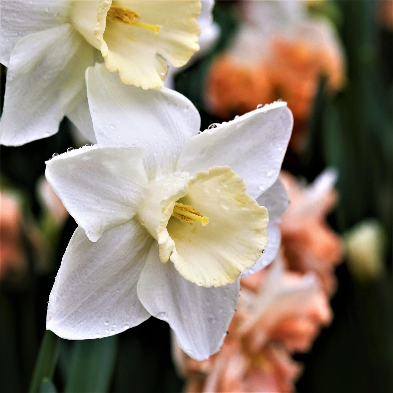 Carbeth Plants - 20 x Daffodil Mount Hood Spring Bulbs