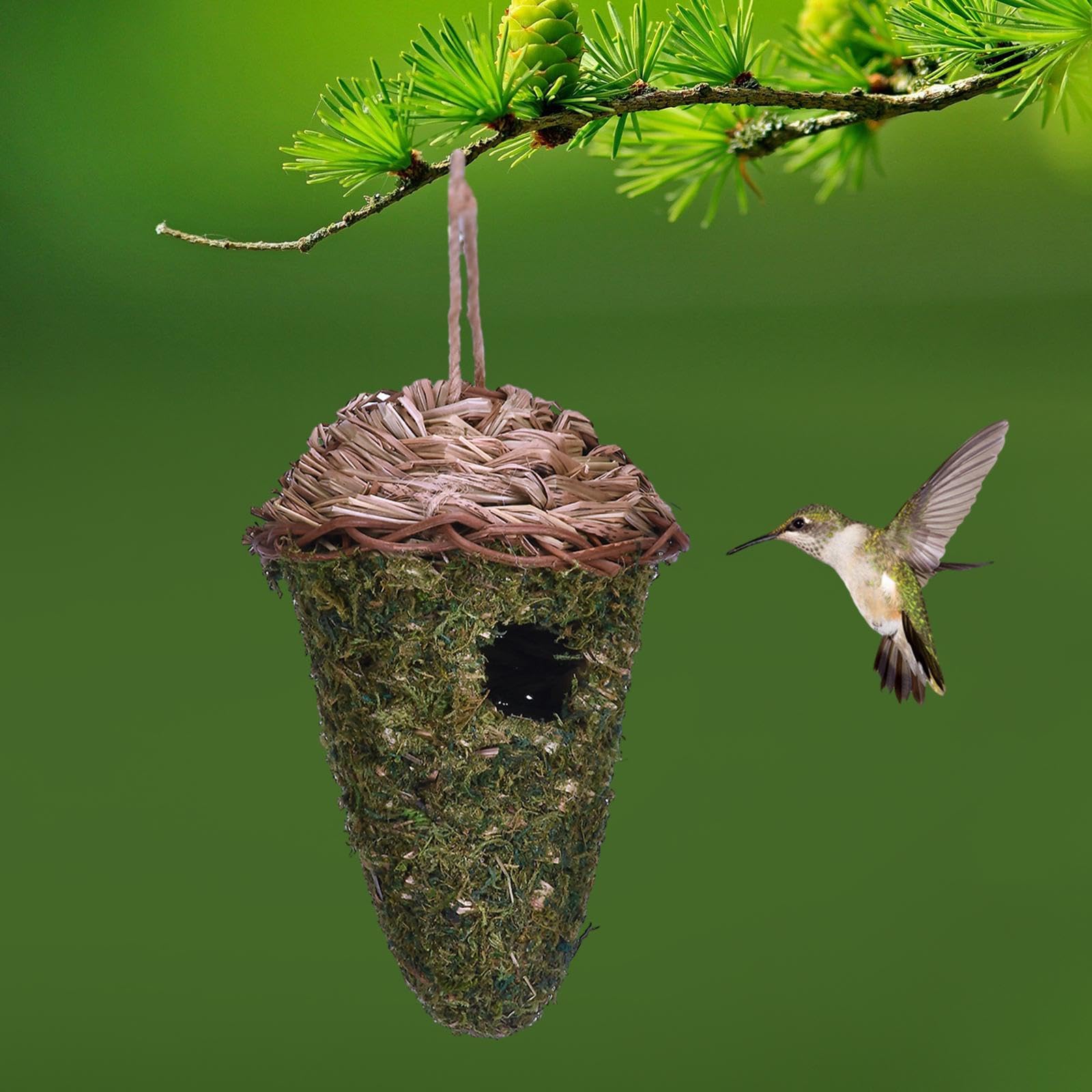 Hummingbird Nest Size File:Hummingbird Nest 2021.png Wikimedia