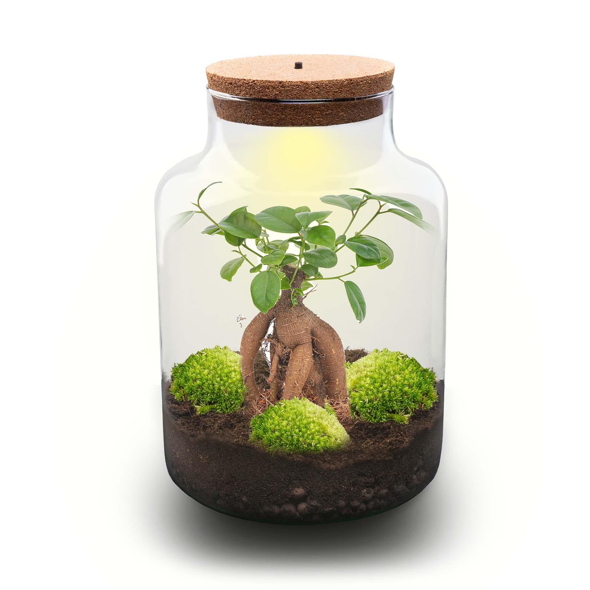 DIY Pflanzen-Terrarium mit Licht aus Glas, für Zuhause, Grün, Ø 21 cm Set