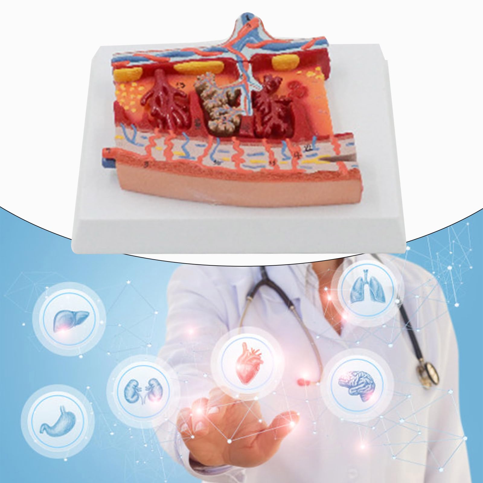 Xiaoxu Modèle Anatomique du Placenta pour l'étude des Maladies, Anatomie du Placenta Humain, Outil visuel pédagogique médical pour la Structure des Organes