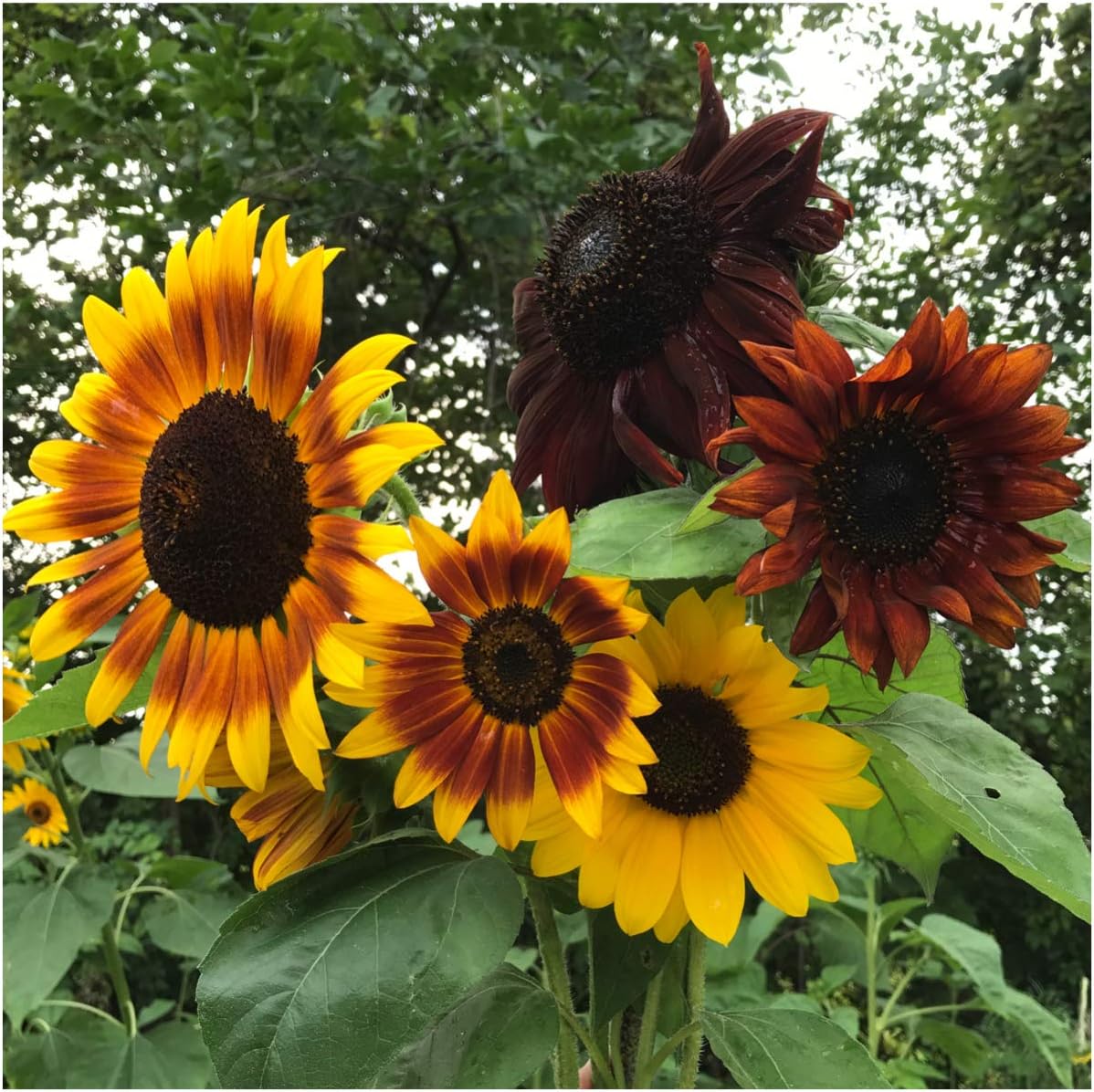 Seed Needs, Sunflower Seed Packet Favors - 20 Packets, Filled and Ready to Hand Out!