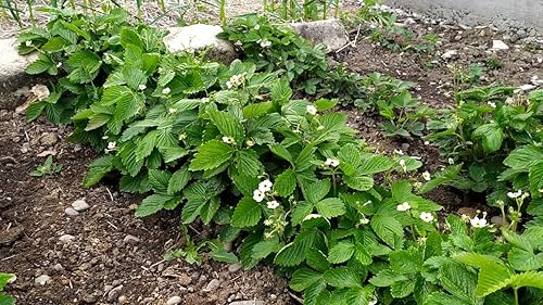 Miniatura 5 de Semillas Alpine Strawberry Regina No GMO Heirloom Everbearing