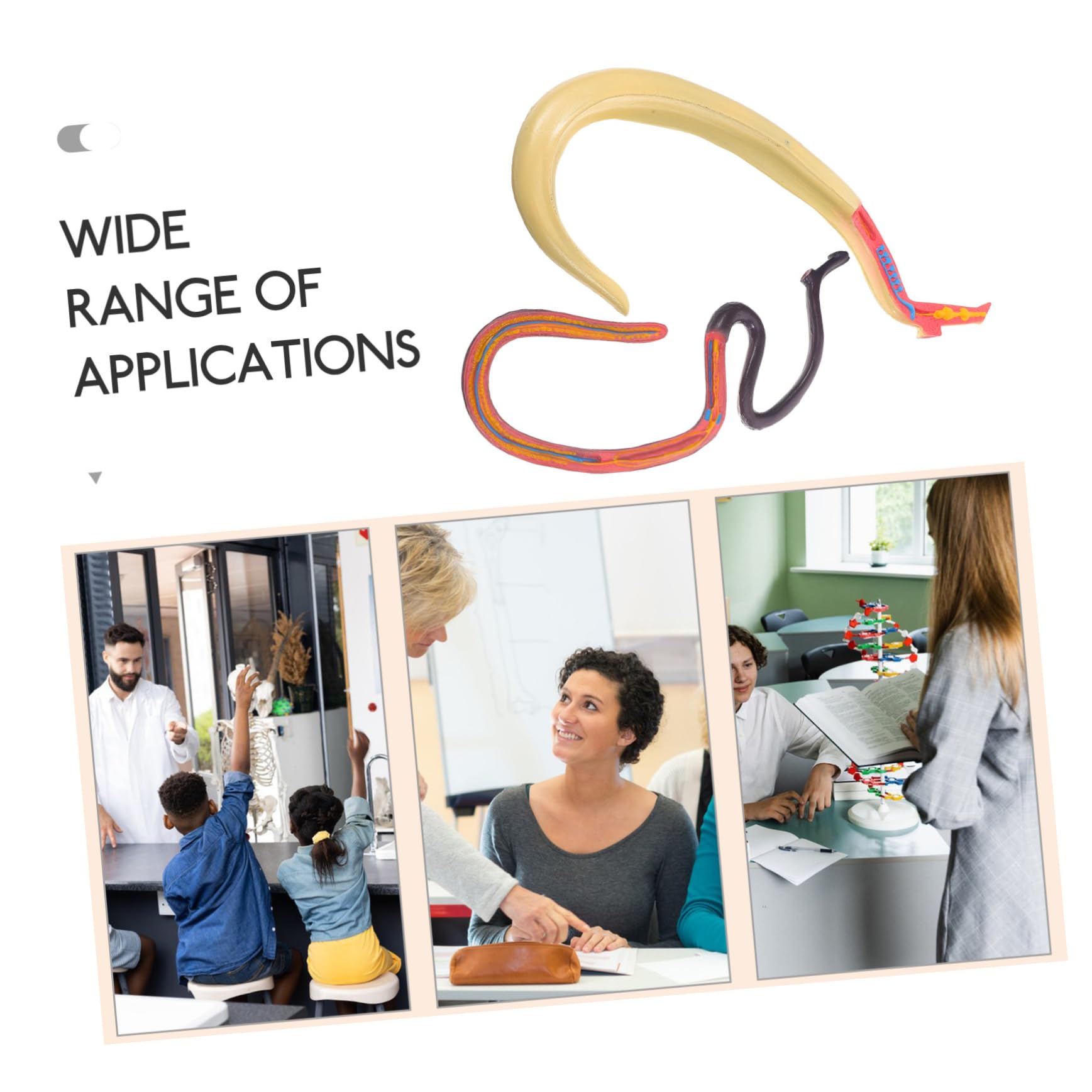 Alipis Modello Anatomico Schistosoma Per Studio e Insegnamento Materiale Scientifico Supporto Didattico Per Animali