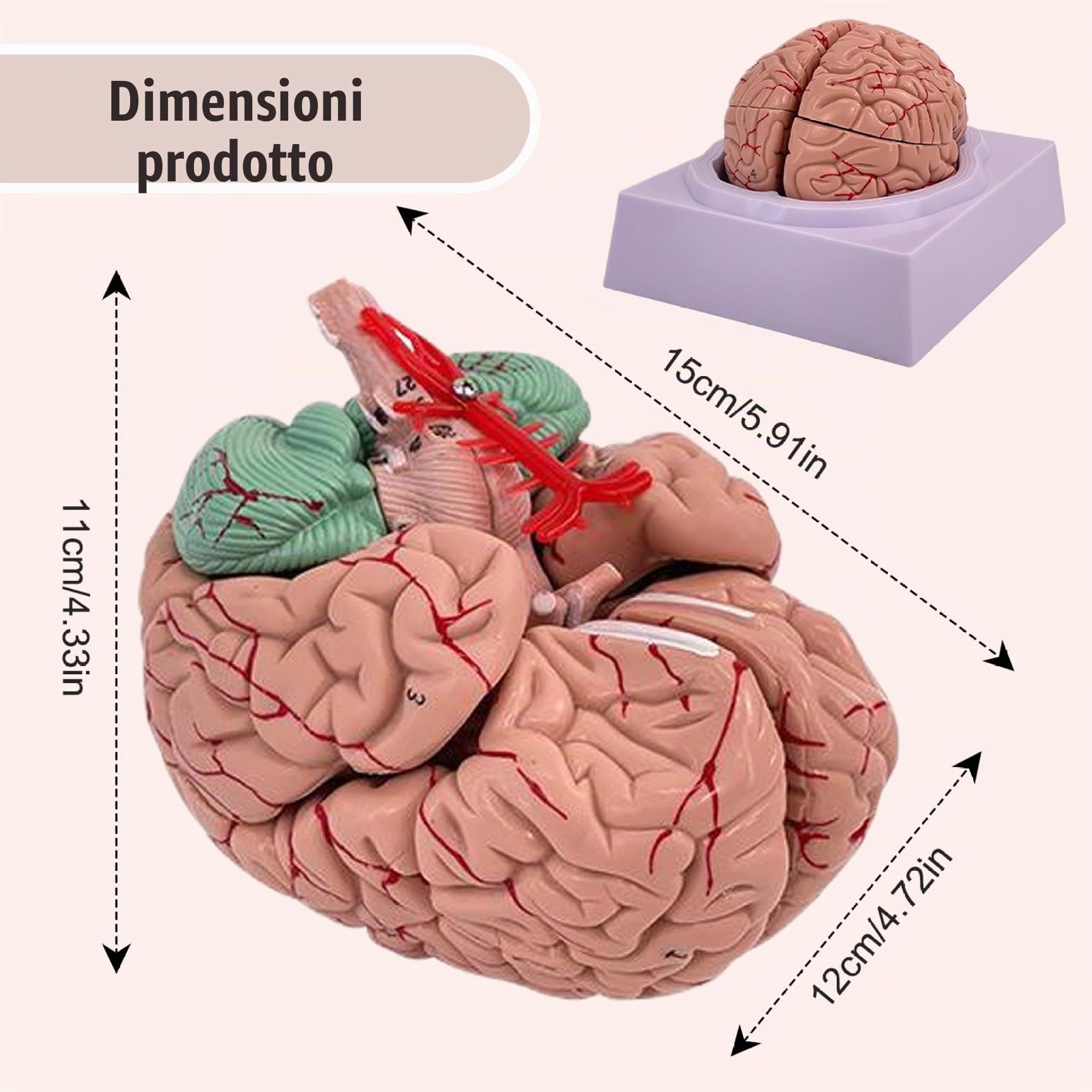 Modello cerebrale Modello di 8 parti del cervello umano con 32 identificatori digitali Dimensioni della vita Anatomia umana per lo studio di classe Science Disposizione di insegnamento dell'anatomia