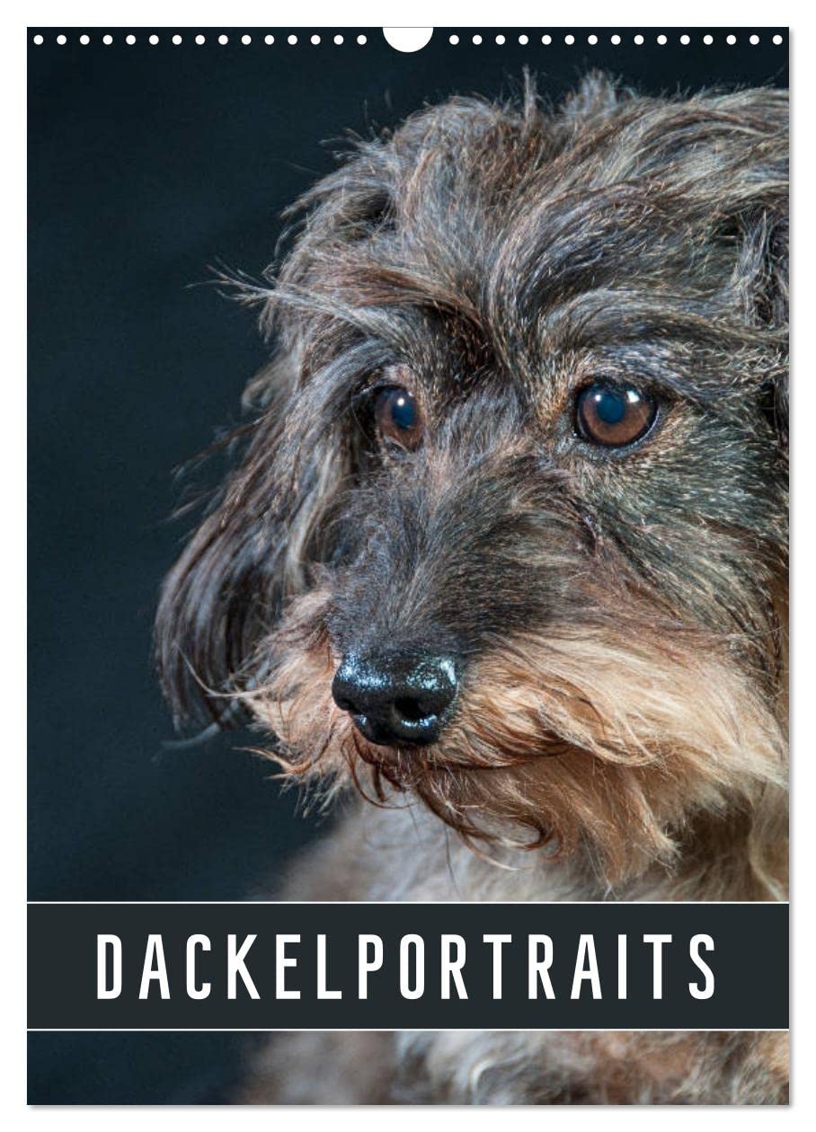 Dackelportraits (Wandkalender 2026 DIN A3 hoch), CALVENDO Monatskalender: In diesem Dackelkalender präsentieren sich Rauhaardackel von ihrer schönsten Seite. (CALVENDO Tiere)