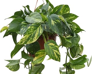 Indoor Plant -House or Office Plant- Hanging Scindapsus aureus - Devil's Ivy- in a Hanging Pot