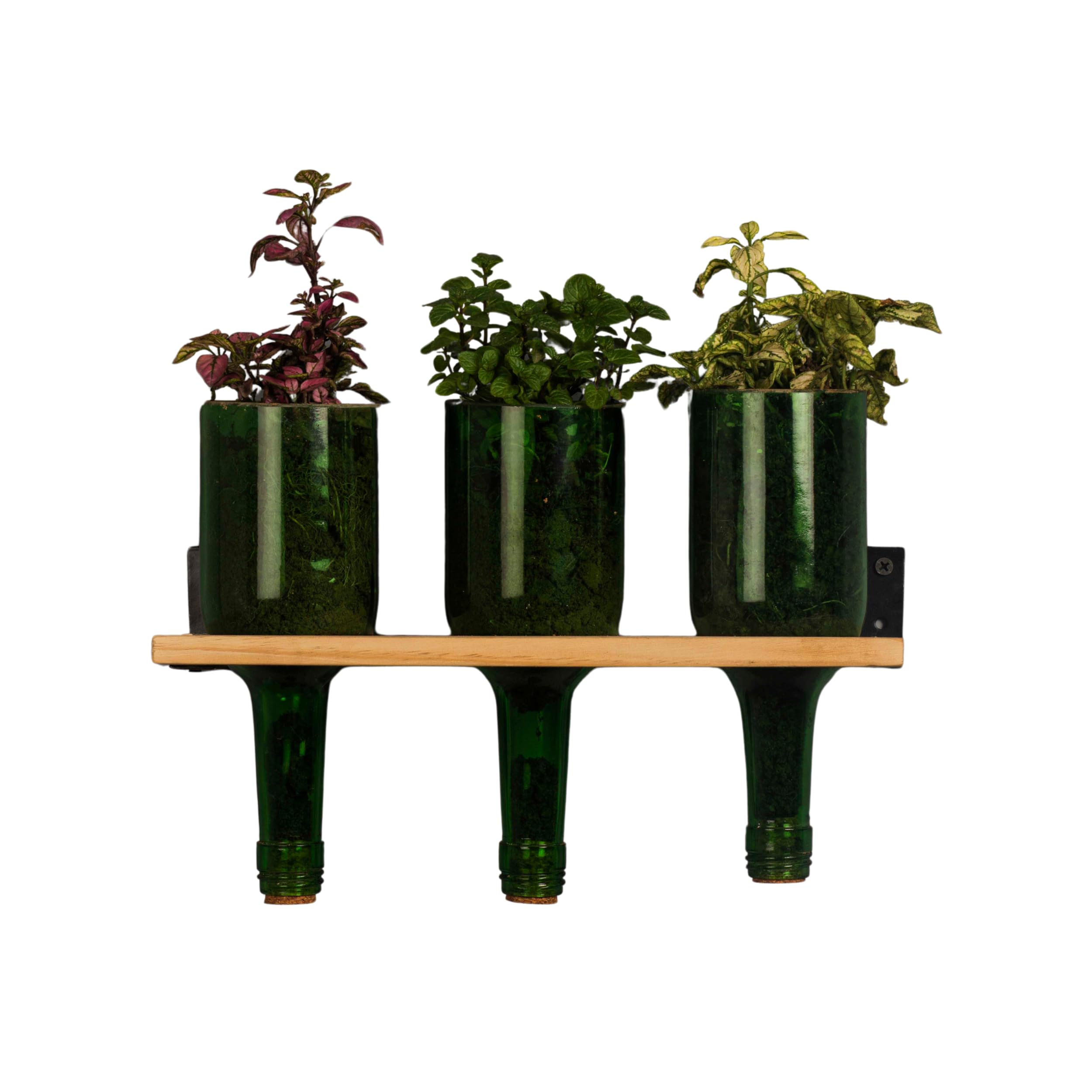 KAVI Wine Bottle Planters with Wooden Stand - Green, Recycled Glass, with Drainage, Dimensions: Height - 21 cm, Diameter - 7.5 cm