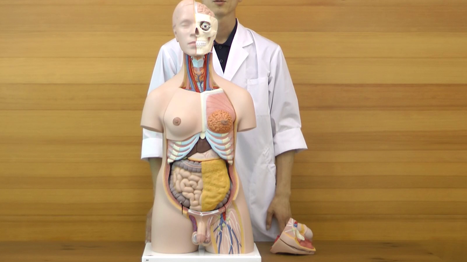 Amazon.co.jp: シンプルな人体解剖模型，内臓の取り外し可，男女の