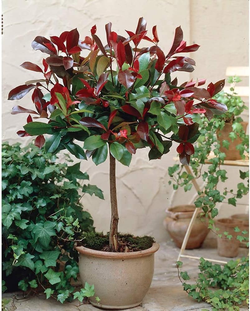Photinia Red Robin Tree Standard Plants Hardy Evergreen Outdoor Garden Plant for Patios & Outdoors Baring Red Foliage, 1 x in a 3L Pot by Thompson & Morgan