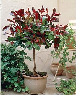 Photinia Red Robin Tree Standard Plants Hardy Red Evergreen Outdoor Garden Plant for Patios & Outdoors Baring Red Foliage, 1 x Photinia Red Robin Standard Plant in a 3L Pot by Thompson & Morgan
