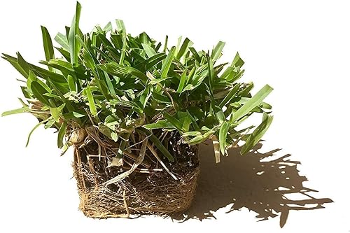 Miniatura 2 de St. Augustine 'Seville' Sod - 54 tapones vivos, césped tolerante a la sequía, sal y sombra
