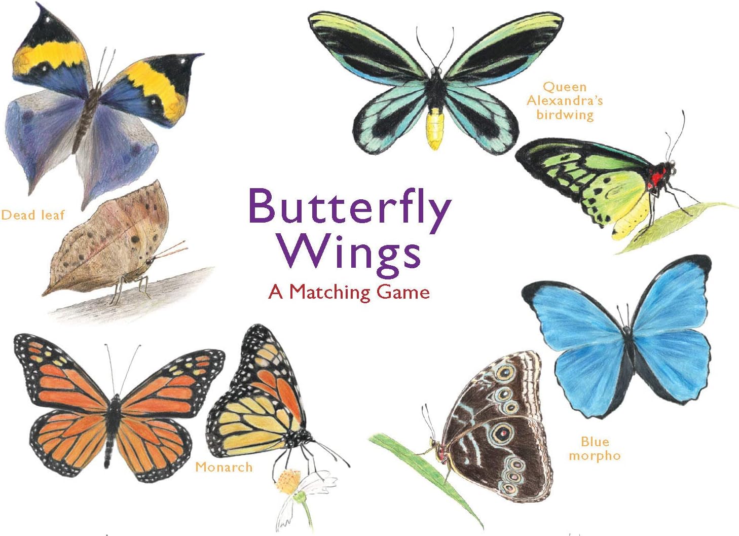 Butterfly Wings: A Matching Game