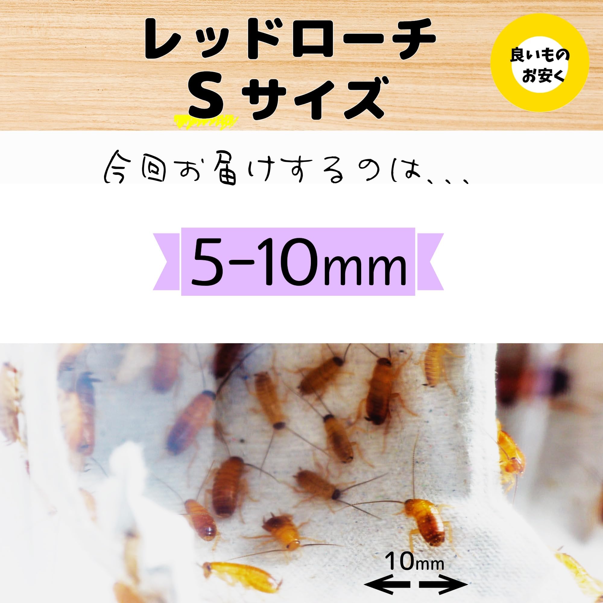 Amazon | レッドローチ Sサイズ（5-10mm) 100匹+α 大きめのカップ入り