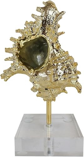 Miniatura 4 de Ebros Gift Maravillas maravillas marinas maravillas oceánicas, gran concha dorada de Murex Ramosus con base acrílica, 9 pulgadas de alto, decoración