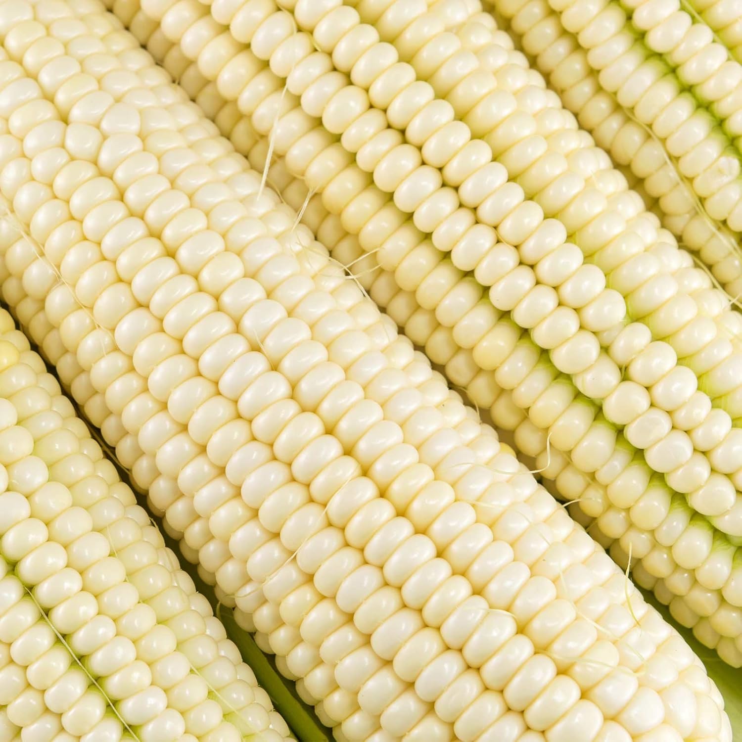 Silver King Hybrid Corn Garden Seed - 1 Lb ~1,488 Seeds - Non-GMO Vegetable Gardening Seeds - White Sweet Corn (SE) - Micro Greens Shoots