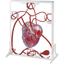 Learning Resources Pumping Heart Model Beat and Blood Circulation Model with Squeeze Ball Pump, Practice Anatomy, Cardiology Artery and Veins Study Tools