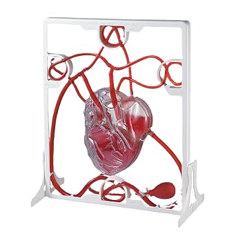 Learning Resources Pumping Heart Model Beat and Blood Circulation Model with Squeeze Ball Pump, Practice Anatomy, Cardiology Artery and Veins Study Tools