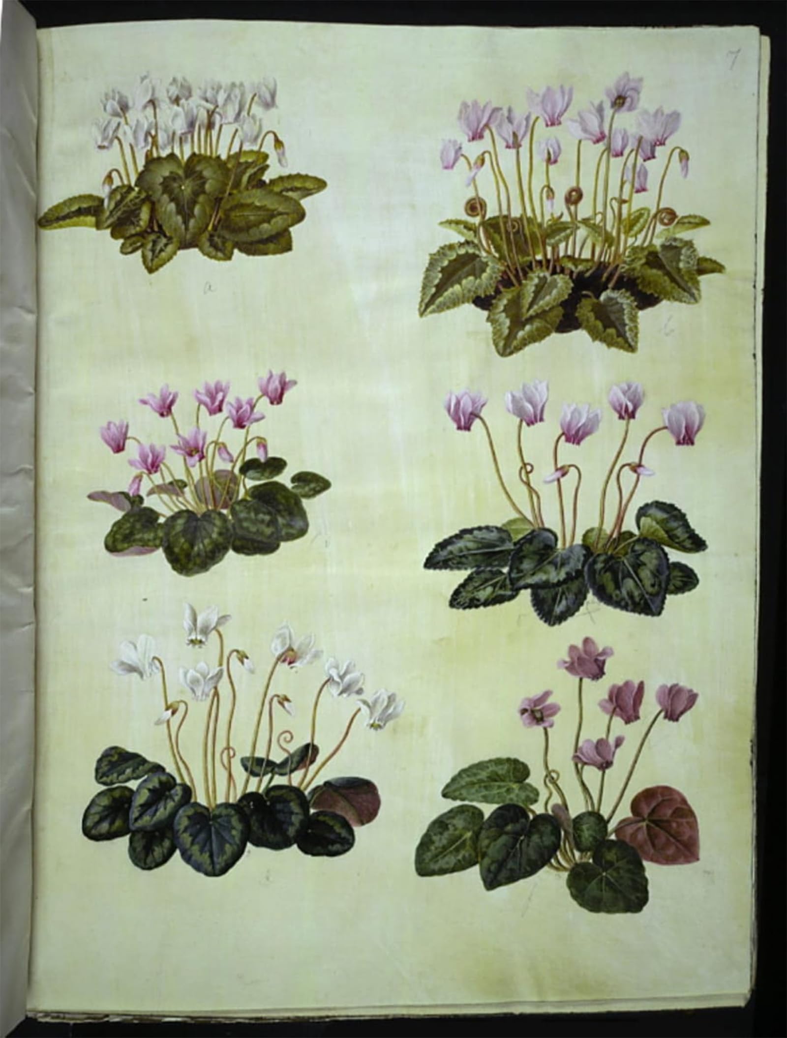 HRJUBWREE Classic Canvas Picture Art Canvas Print Modern Oil Painting Cyclamen Hederifolium by Hans Simon Holtzbecker Artwork on Wall for Office Decor 60x90cm