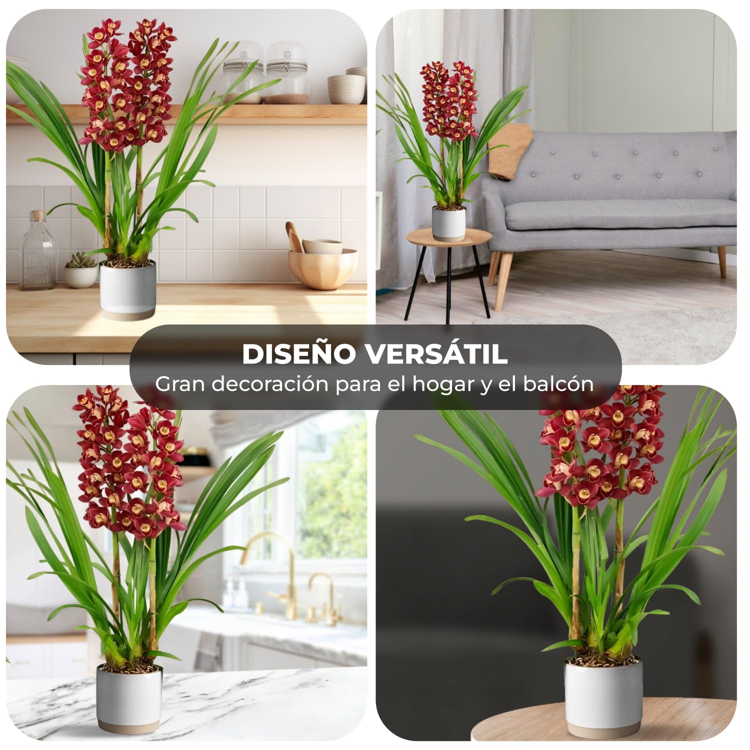 Orquídeas Cymbidium rojas, 1 planta grande de interior de Holanda, de 60-70 cm de altura, en maceta de 14 cm, con flores y fragancia