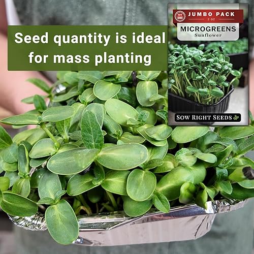 Miniatura 4 de Sow Right Seeds - Semillas microverdes de girasol a granel para cultivar - 2 onzas, 1000 semillas - Paquete jumbo de reliquia sin OMG con